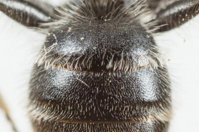  Andrena wilkella (Kirby, 1802)