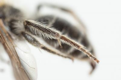  Andrena wilkella (Kirby, 1802)