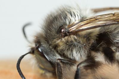 Anthophore à tarses gonflés Anthophora dispar Lepeletier, 1841