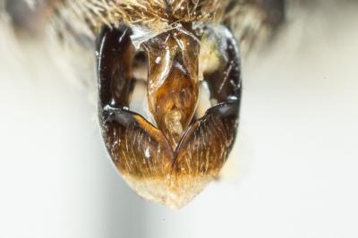  Andrena lagopus Latreille, 1809