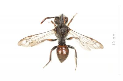  Nomada beaumonti Schwarz, 1967