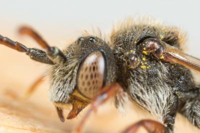  Nomada beaumonti Schwarz, 1967