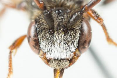  Nomada beaumonti Schwarz, 1967