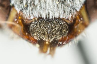  Nomada beaumonti Schwarz, 1967