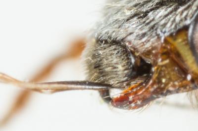  Nomada beaumonti Schwarz, 1967