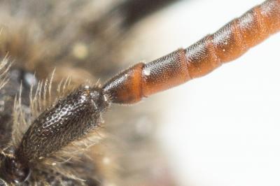  Nomada beaumonti Schwarz, 1967