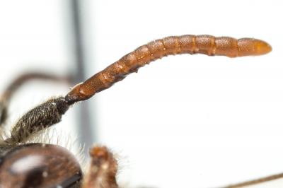 Nomada beaumonti Schwarz, 1967
