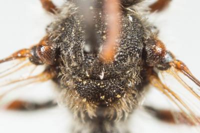  Nomada beaumonti Schwarz, 1967