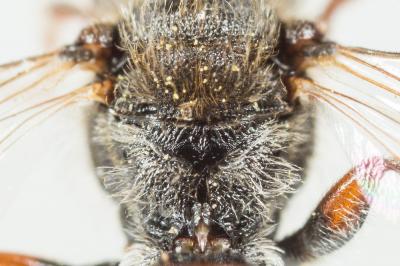  Nomada beaumonti Schwarz, 1967