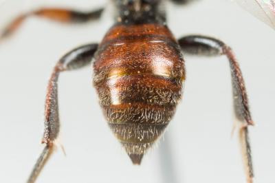  Nomada beaumonti Schwarz, 1967