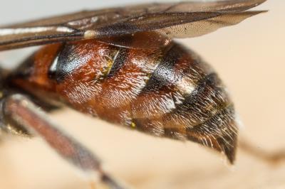  Nomada beaumonti Schwarz, 1967