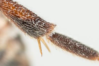  Nomada beaumonti Schwarz, 1967