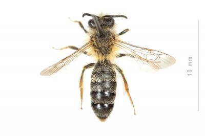  Andrena ferrugineicrus Dours, 1872