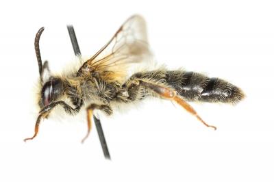  Andrena ferrugineicrus Dours, 1872