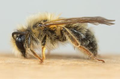  Andrena ferrugineicrus Dours, 1872