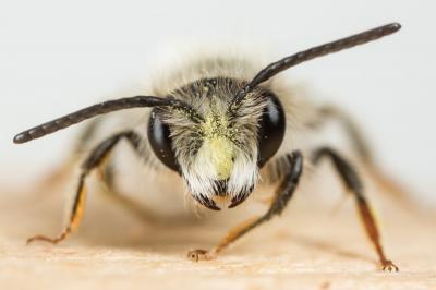 Andrena ferrugineicrus Dours, 1872