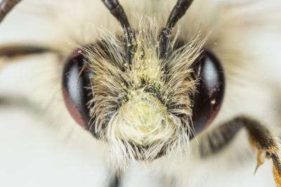  Andrena ferrugineicrus Dours, 1872
