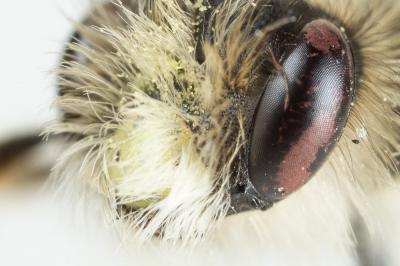 Andrena ferrugineicrus Dours, 1872