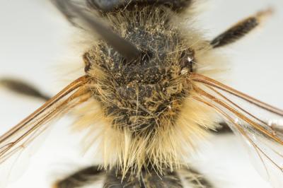  Andrena ferrugineicrus Dours, 1872