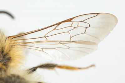  Andrena ferrugineicrus Dours, 1872