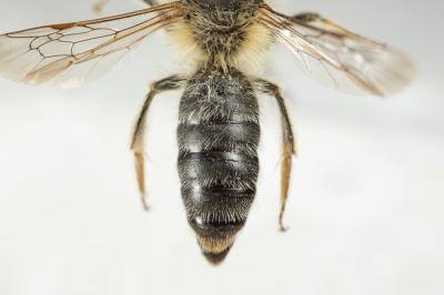  Andrena ferrugineicrus Dours, 1872