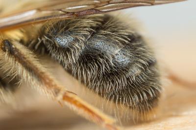  Andrena ferrugineicrus Dours, 1872