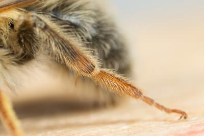  Andrena ferrugineicrus Dours, 1872