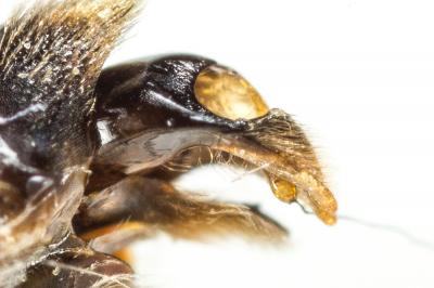  Andrena ferrugineicrus Dours, 1872