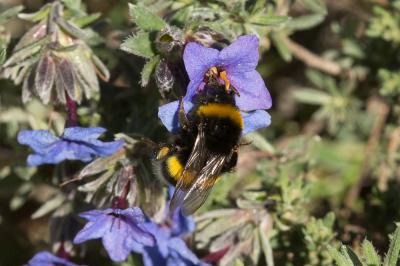 Bourdon terrestre (Le) Bombus terrestris (Linnaeus, 1758)