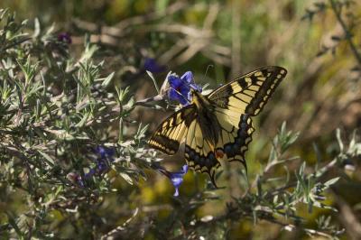 Machaon (Le), Grand Porte-Queue (Le) Papilio machaon Linnaeus, 1758