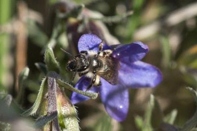  Andrena solenopalpa Benoist, 1945
