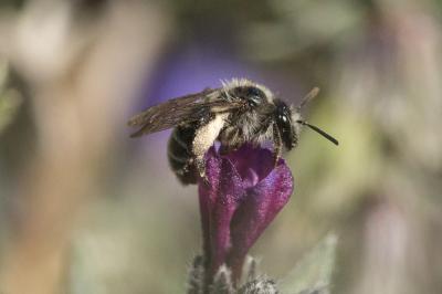  Andrena solenopalpa Benoist, 1945