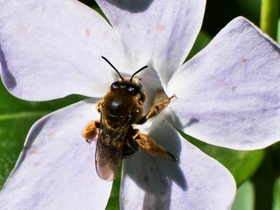 Eucère à collier Eucera collaris Dours, 1873
