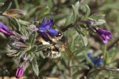 Anthophore à tarses gonflés Anthophora dispar Lepeletier, 1841