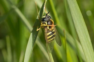  Chrysotoxum cautum (Harris, 1776)