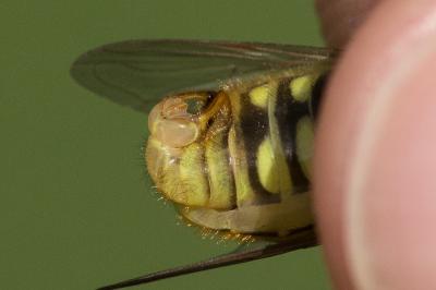  Chrysotoxum cautum (Harris, 1776)