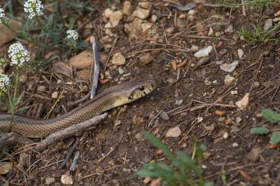 Couleuvre à échelons Zamenis scalaris (Schinz, 1822)