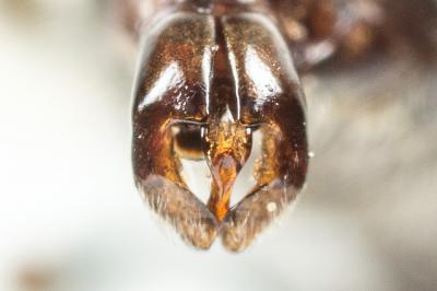  Andrena afzeliella (Kirby, 1802)