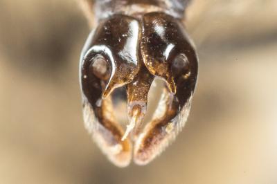  Andrena bimaculata (Kirby, 1802)