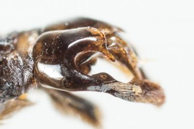  Andrena bimaculata (Kirby, 1802)