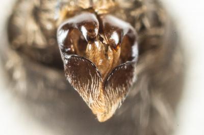 Andrena cinerea Brullé, 1832