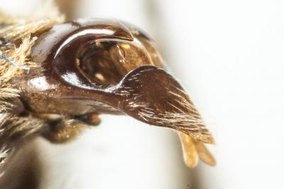  Andrena cinerea Brullé, 1832
