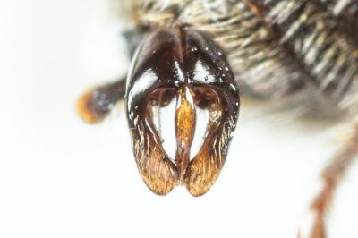  Andrena colletiformis Morawitz, 1874