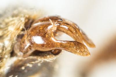  Andrena fulvago (Christ, 1791)