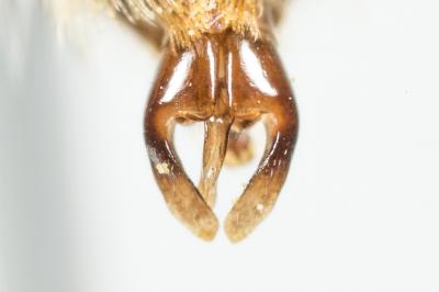  Andrena hesperia Smith, 1853
