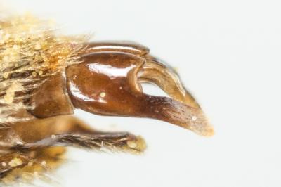  Andrena hesperia Smith, 1853