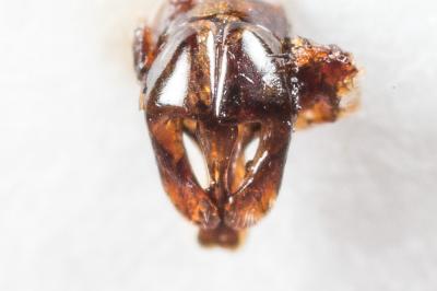  Andrena nana (Kirby, 1802)