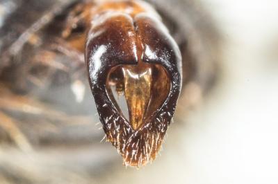  Andrena nigroaenea (Kirby, 1802)