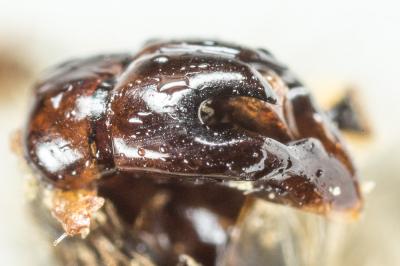  Andrena nigroolivacea Dours, 1873