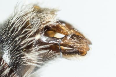  Andrena niveata Friese, 1887